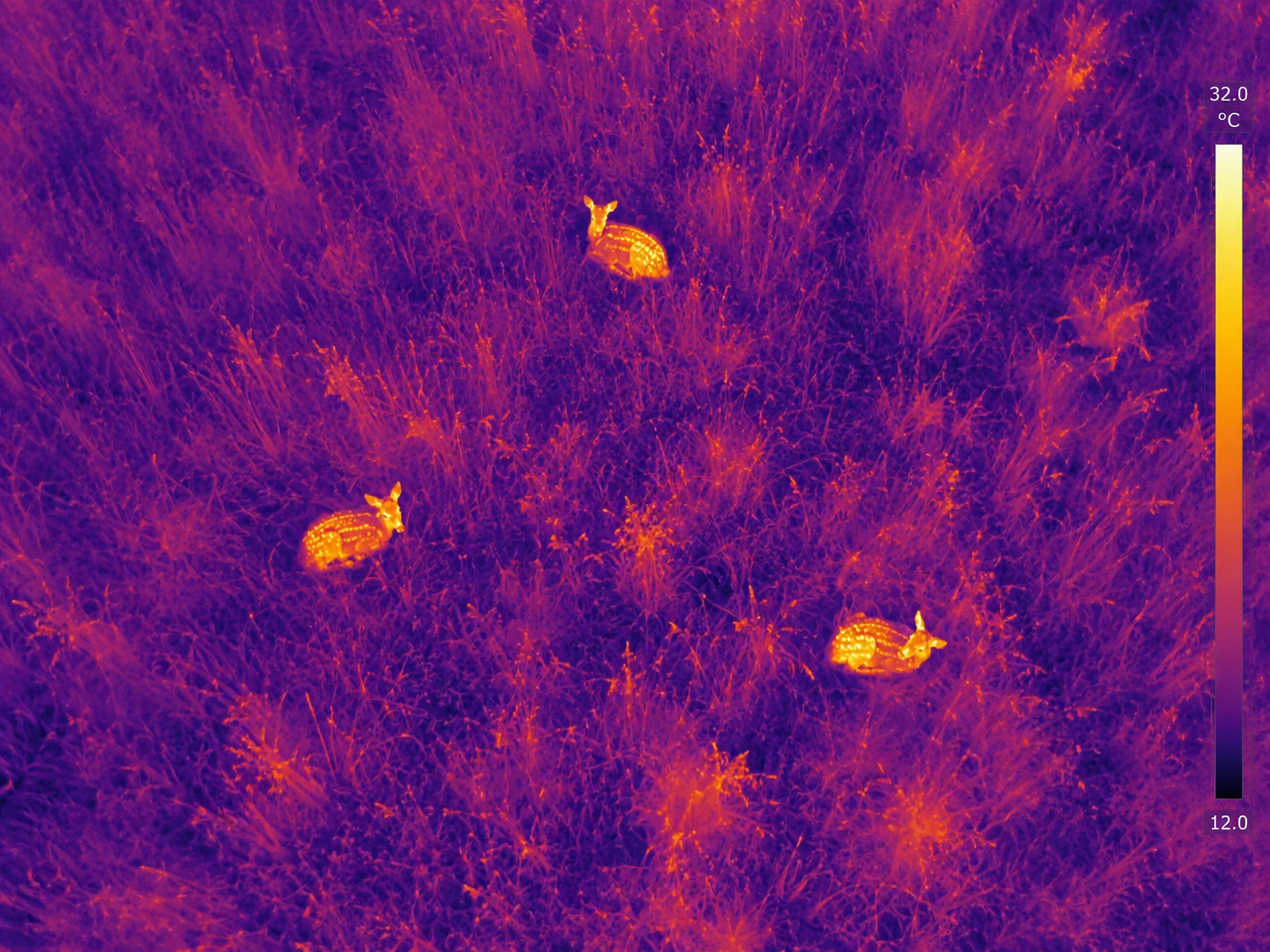Warmtebeelden redden dieren